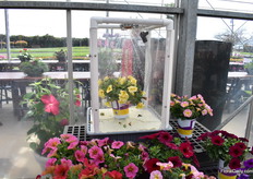 Continuous rains on the petchoa Supercal of Sakata to show how well it can cope with it.